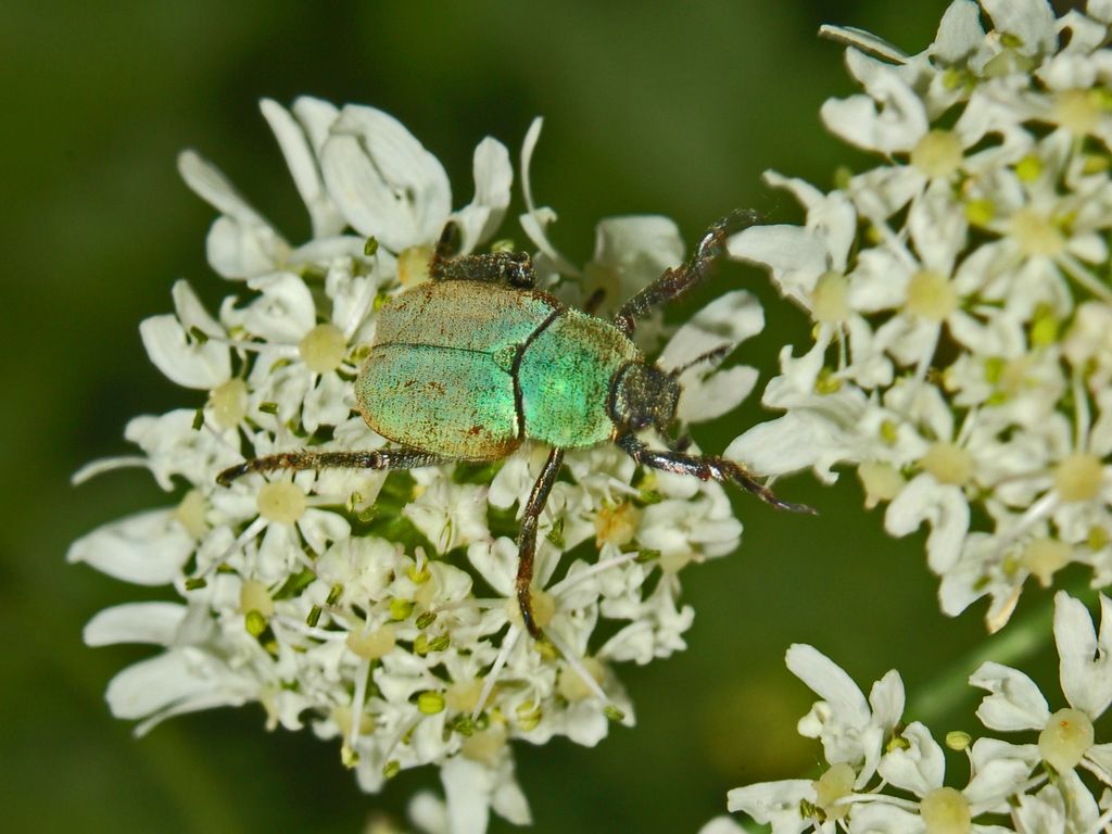 Una cetonia scolorita?